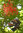 Australischer Flammenbaum brachytion acerifolius ca. 12 Samen