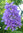 Jacaranda palisander mimosafolia ca. 50 Samen