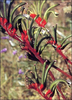 Känguruhpfote anigozanthos manglesii (rote Blüten) ca. 60 Samen