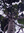 Neuseeländische Kauri-Fichte agathis australis (NZ) ca. 10 Samen