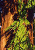 Urwelt-Mammutbaum metasequoia glyptostroboides ca. 100 Samen