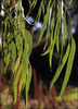 Zucker-Eukalyptus eucalyptus viminalis ca. 200 Samen