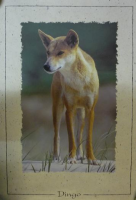 Dingo-Poster
