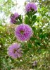 Australische Myrtenheide melaleuca acuminata ca. 200 Samen