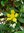 Kletternde Guinea-Blume / Schlangenwein hibberta scandens ca. 10 Samen