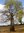 Australischer Affenbrotbaum adansonia gregorii 6 Samen