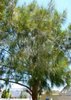 Australische Strandkiefer casuarina cunninghamiana ca. 150 Samen