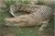 Crocodile-Magnet ca. 7x4,5cm