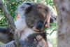 Grusskarte Koala schlafend 2