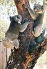 Grusskarte Koalas unterwegs 2