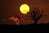 Grusskarte Kangaroo bei Nacht