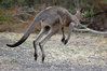 Grusskarte Kangaroo Eastern Grey springend