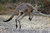 Grusskarte Kangaroo Eastern Grey springend