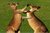 Grusskarte Kangaroos Fighting