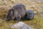 Grusskarte Wombat & Baby