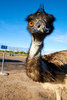 Grusskarte Emu
