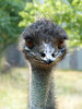 Grusskarte Emu 2