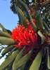 Queensland Baum-Waratah alloxylon flammeum 10 Samen