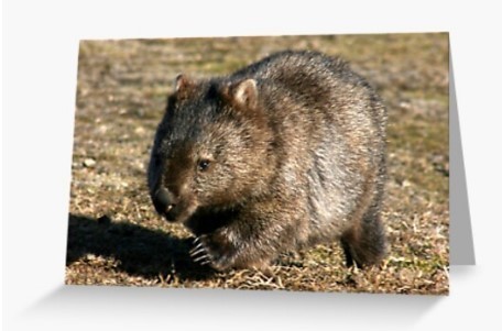Grusskarte Wombat braun