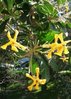 Wilder Frangipani hymenosporum flavum (Hook) ca. 30 Samen