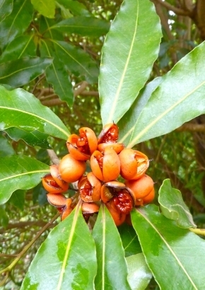 Australischer Cheesewood pittosporum undulatum ca. 20 Samen