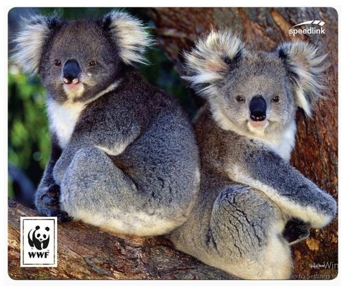 Mousepad Koalas ca. 20 x 23cm
