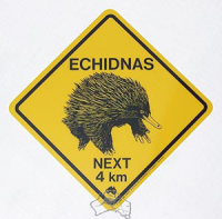 Magnet Warnschild Echidnas ca. 5x5cm
