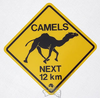 Warnschild Camels next 12 km