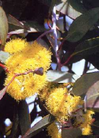 Schnee-Eukalyptus eucalyptus pauciflora ssp. niphophila ca. 250 Samen