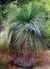 Australischer Grasbaum xanthorrea fulva "Black Boy" ca. 20 Samen