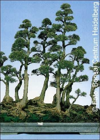 Australische Kiefer casuarina equisetifolia ca. 200 Samen