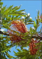 Australische Silbereiche grevillea robusta ca. 50 Samen