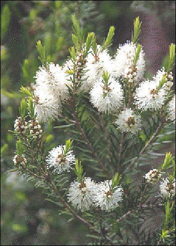Australischer Teebaum melaleuca alternifolia ca. 400 Samen