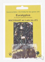 Eukalyptus globulus bicostata ca. 200 Samen