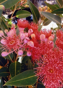Eukalyptus ficifolia ca. 15 Samen