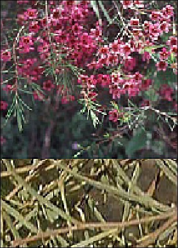 Eukalyptus eucalyptus spathulata v. grandiflora ca. 200 Samen