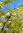 Gelbe Seidenakazie albizzia distachya syn. lophanta ca. 40 Samen