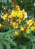 Gelber Flammenbaum peltophorum pterocarpum ca. 20 Samen