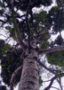 Neuseeländische Kauri-Fichte agathis australis (NZ) ca. 10 Samen