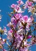 Orchideenbaum bauhinia variegata 8 Samen