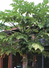 Tropischer Melonenbaum Papaya carica papaya ca. 30 Samen