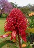Waratah Protea teleopea speciosissima 5 Samen