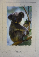 Koala-Poster