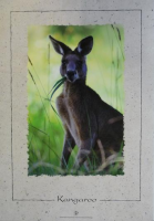 Känguruh-Poster