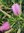 Australischer Lampenputzer Pink callistemon speciosus ca. 100 Samen