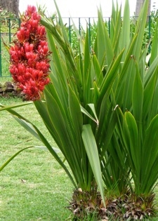 Grosse Speerlilie (Speerblume) doryanthes palmeri 10 Samen