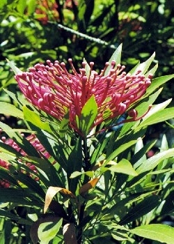 Dorrigo-Waratah oder Schöne Bergblüte oreocallis pinnata syn. alloxylen pinnatum 5 Samen