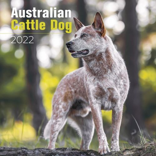 Australian Cattle Dog Kalender 2022