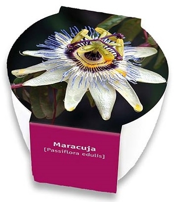 Maracuja Purpurgranadilla passiflora edulis Pflanzset
