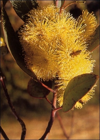 Gelbblühender Eukalyptus eucalyptus woodwardii ca. 200 Samen